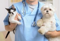 Programa Castramóvel aprovado na Câmara. 